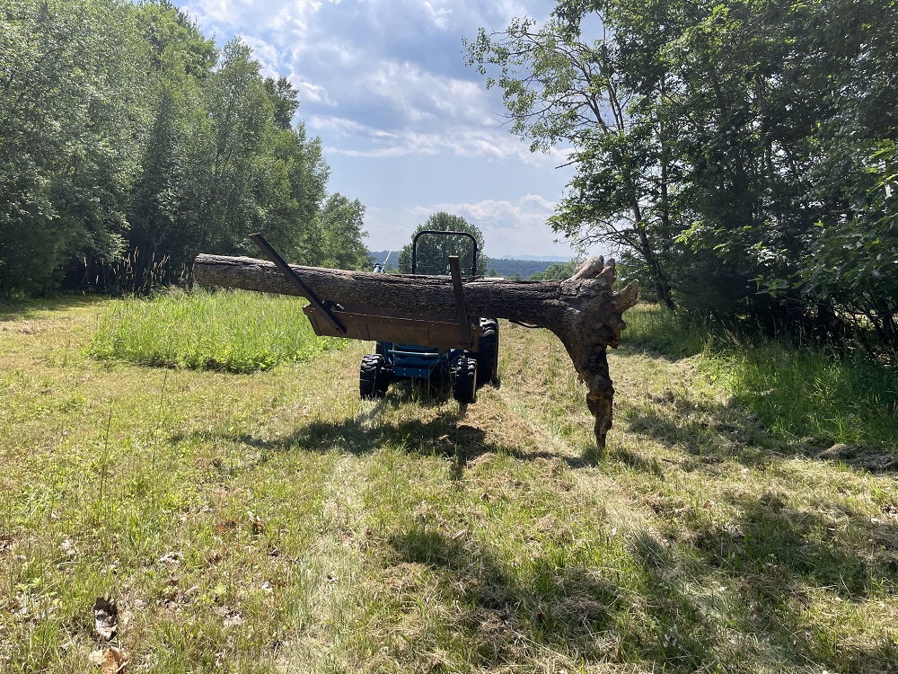 Tree Removal  Upper Hay Field July 2026