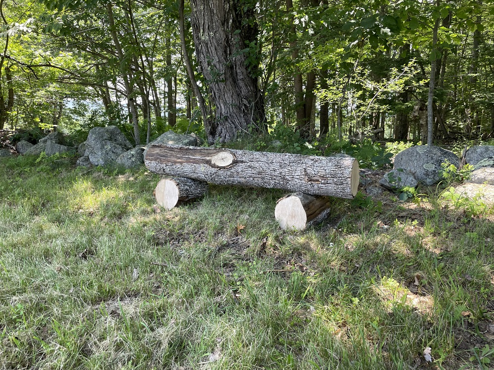 Tree Removal  Upper Hay Field July 2026