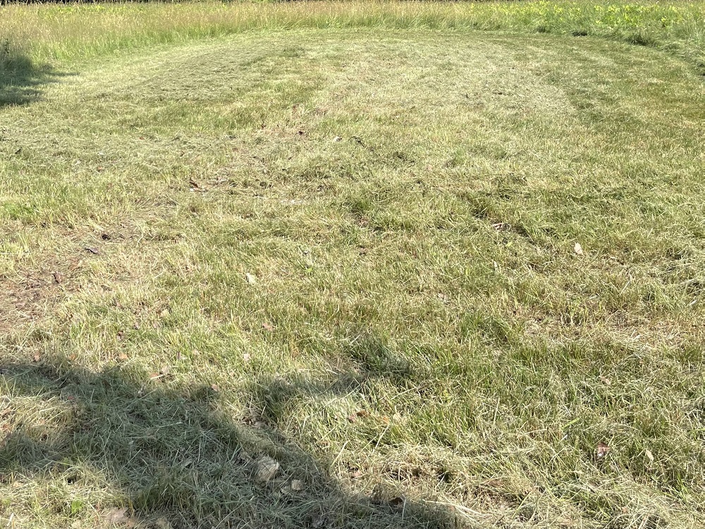 Tree Removal  Upper Hay Field July 2026