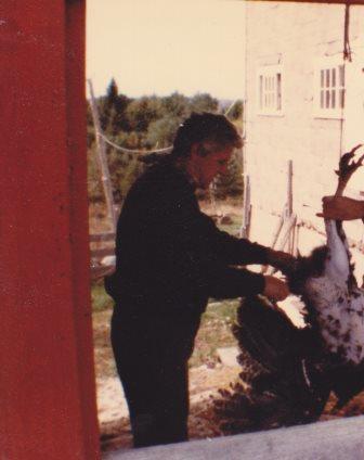 Dad Preparing Turkeys for the Freezer