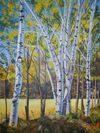 Birch Trees along Stone Wall