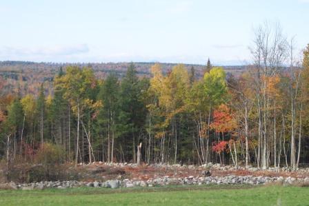 Cleared Field and Stone Wall