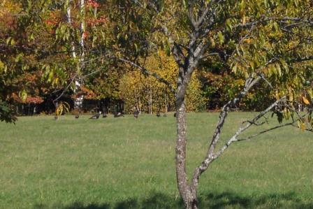 Turkeys in the Upper Hayfield