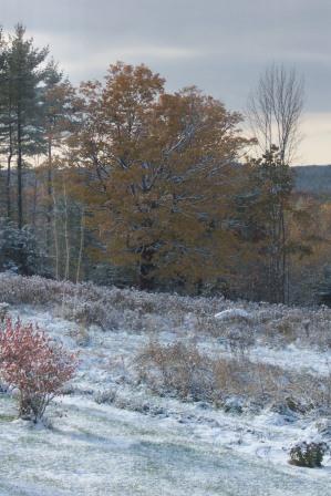 Snowy View Looking out to Pasture